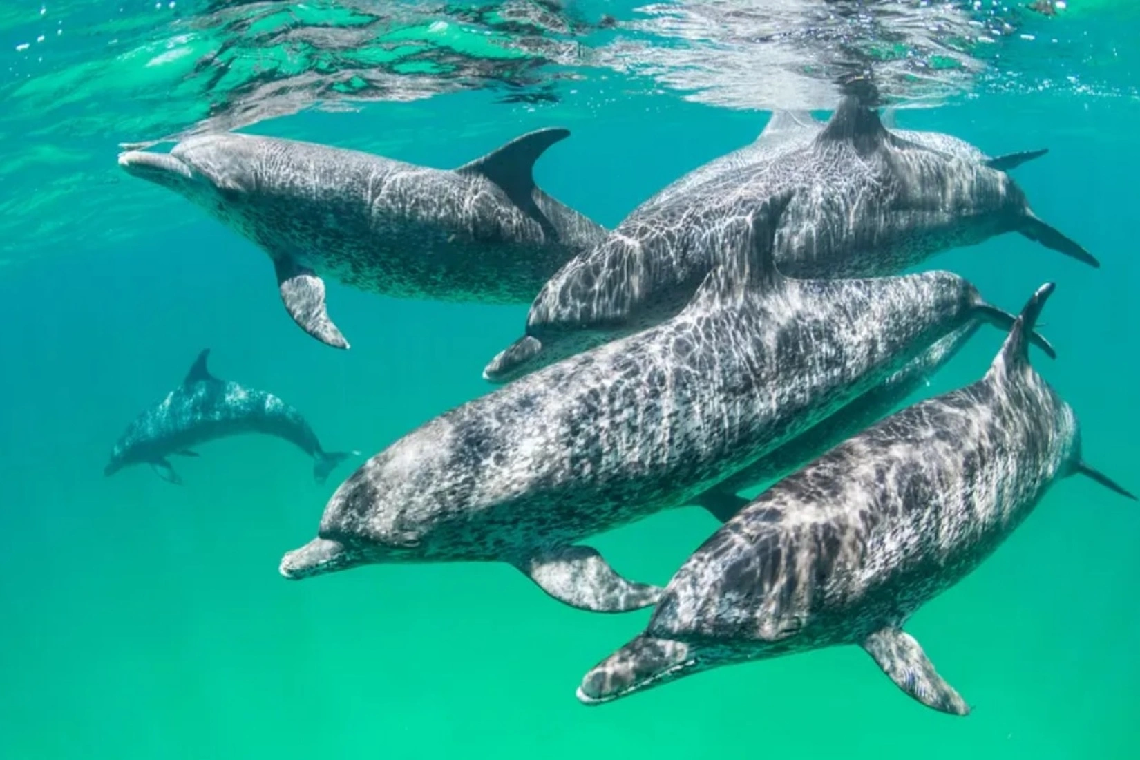 Best Places to See Dolphins in the World